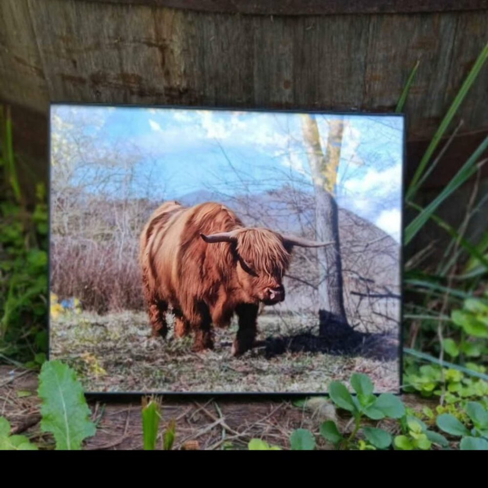 Highland cow framed photograph